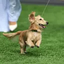 Leo profite de l'astroturf au Grand Prix de Miami